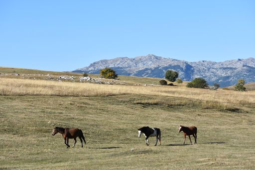 A beautiful shot of three horses in the field on the mountain background