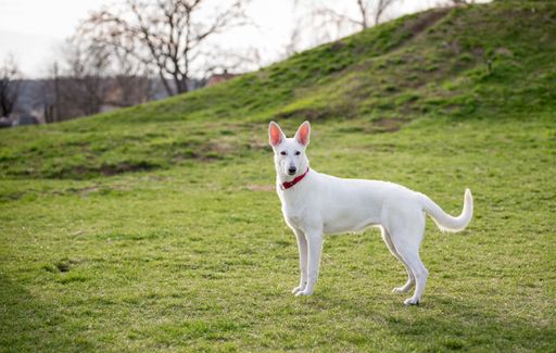 A selective focus shot of a White Swiss Shepherd Dog lying on the grassy field outdoors