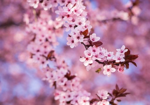 A selective focus shot of cherry blossoms in spring