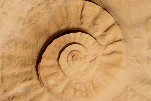 A closeup shot of fossils as a brown background