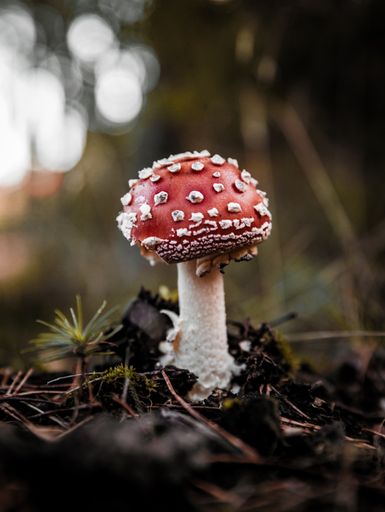 A vertical shot of fly agaric in the forest ground against a bokeh background