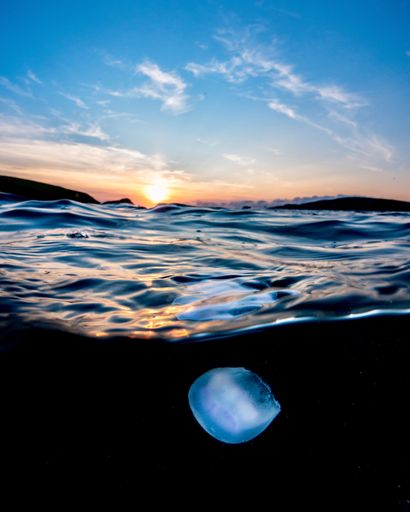 A vertical shot of a jellyfish underwater with the Sun in the horizon