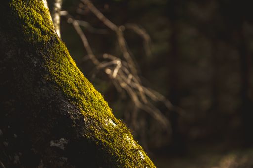 A tree overgrown with moss is shined upon by the evening sun. A beautiful relaxed atmosphere in the nature. Bavarian Alps in Germany