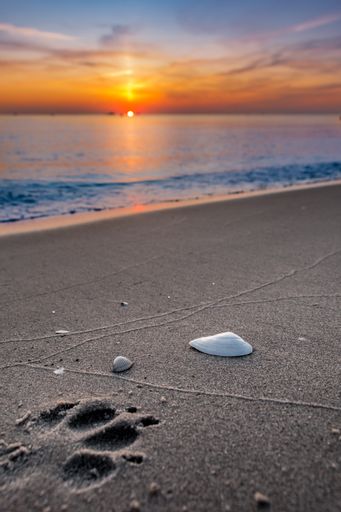 A vertical shot of the beautiful sunset over the sea and a dog foot step on the sand on the beach