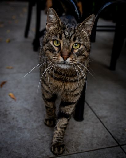 A portrait of the striped gray cat with green eyes