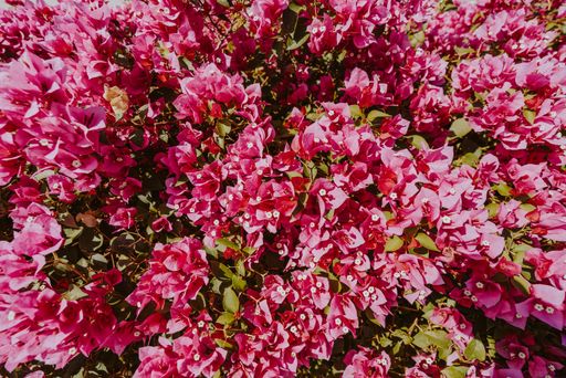 A closeup shot of pink bougainvillea flower