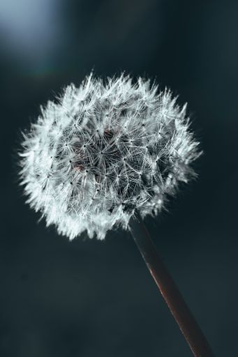 A closeup shot of a dandelion with blurred background