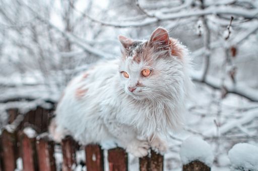 A closeup shot of a frozen white cat on the fence in the snowy winter