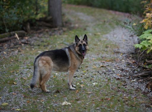 A closeup shot of a German Shepard dog on the path looking to the camera