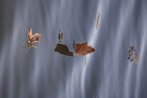 A closeup shot of autumn leaves on the water surface