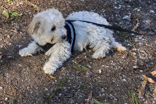 A closeup shot of a cute white poodle in a park