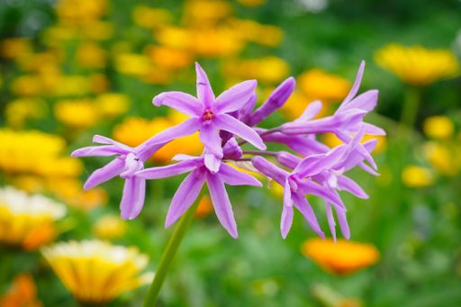 View of Society Garlic (Tulbaghia violacea) plant