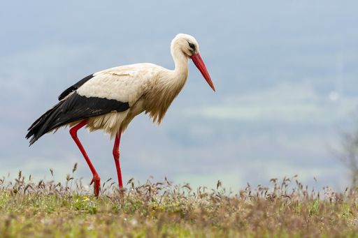 A shallow focus shot of a white stork walking on a field