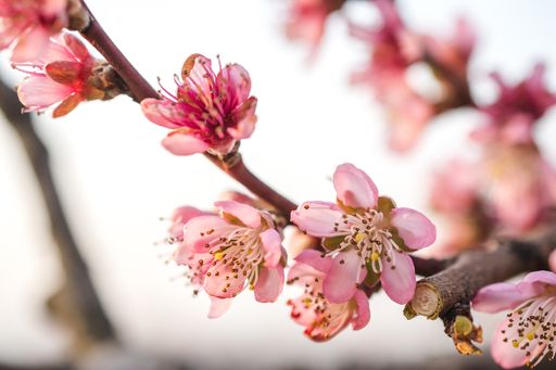 A selective focus shot of beautiful cherry blossoms in a garden captured on a bright day