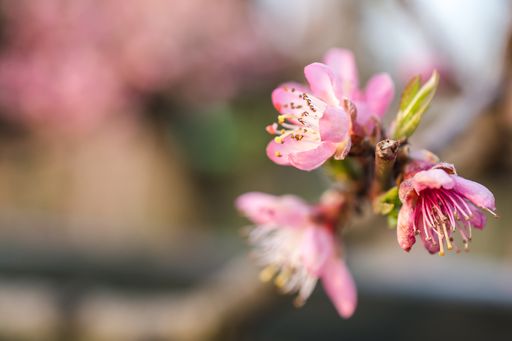 A selective focus shot of beautiful cherry blossoms in a garden captured on a bright day
