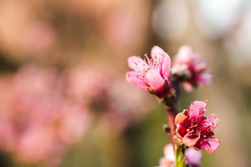 A selective focus shot of beautiful cherry blossoms in a garden captured on a bright day
