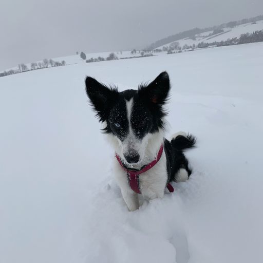 A closeup shot of Border Collie with heterochromia in the snowy field on a cold, gloomy winter day