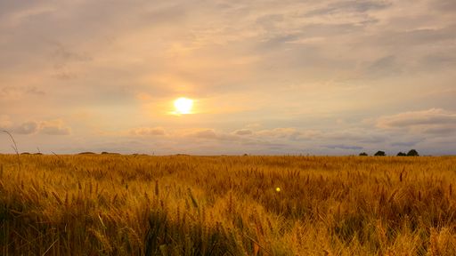 A beautiful shot of a bright sunset over a field