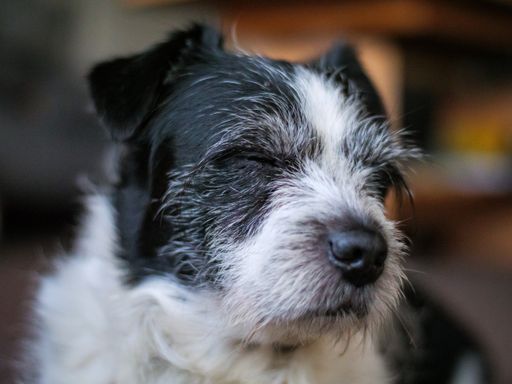 A closeup of the sleeping white and black Biewer Terrier dog