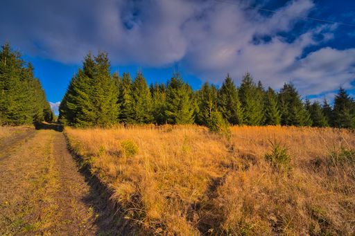 A path to a coniferous forest on a sunny day