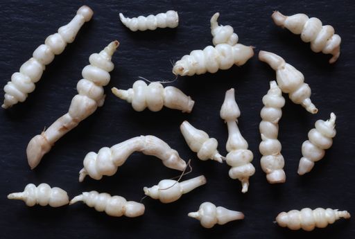 A top view of many crosnes for food background