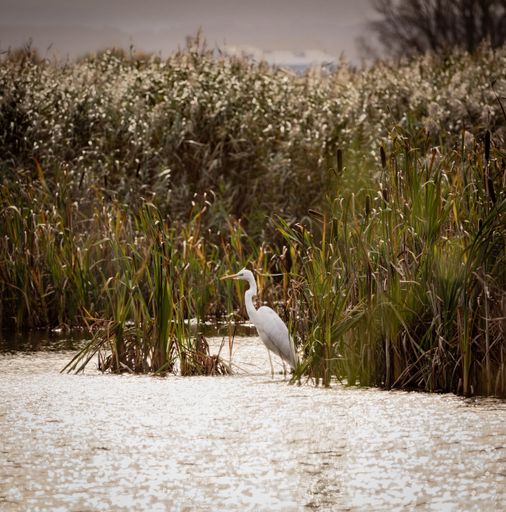 The Great White Egret in the marsh.