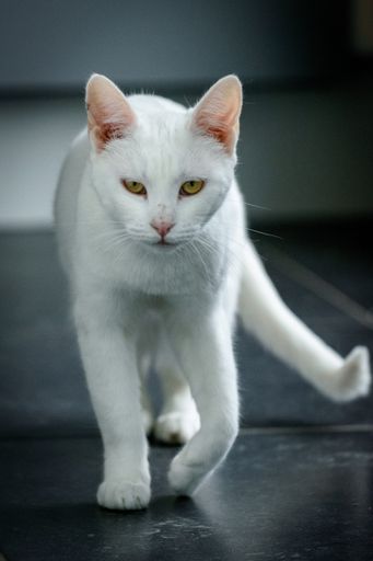 A closeup shot of a female white cat walking on ground and looking to camera