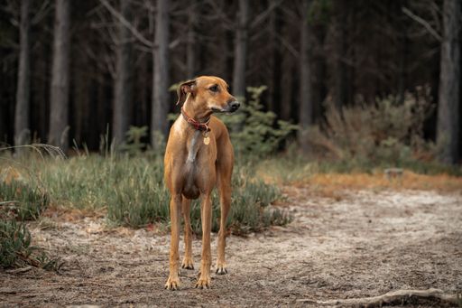 A graceful brown whippet with a red collar stands in a forest clearing, surrounded by trees and grass.