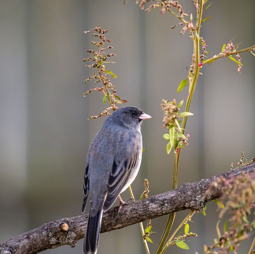A back view of a dark-eyed junco (Junco hyemalis) resting on a tree branch