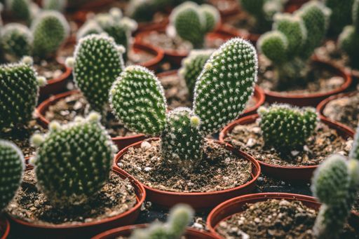 A selective focus shot of potted cactus plants in the greenhouse