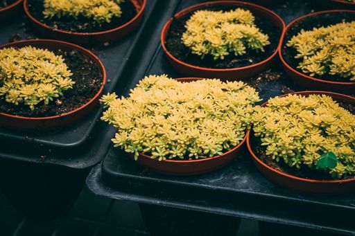 A selective focus shot of potted sedum japonicum succulents in the greenhouse