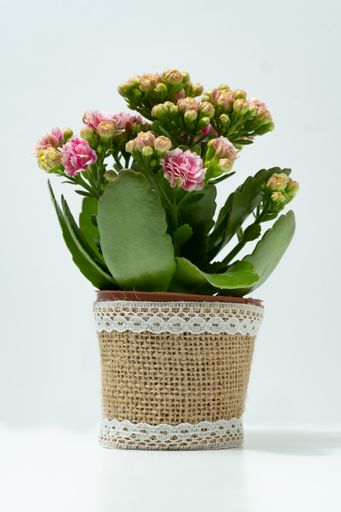 natural ornamental potted plant , isolated on white background copy-space