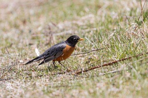 A beautiful closeup of a little  robin on the grass under the sunlight