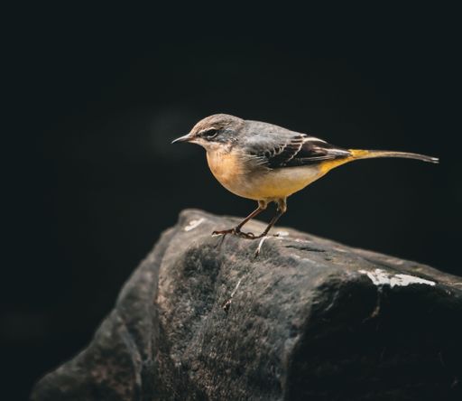 A close-up of a small bird with yellow and gray plumage perched on a rock against a dark background.
