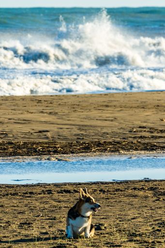 A vertical shot of a cute Welsh Corgi Pembroke on the beach in Ebro Delta, Spain