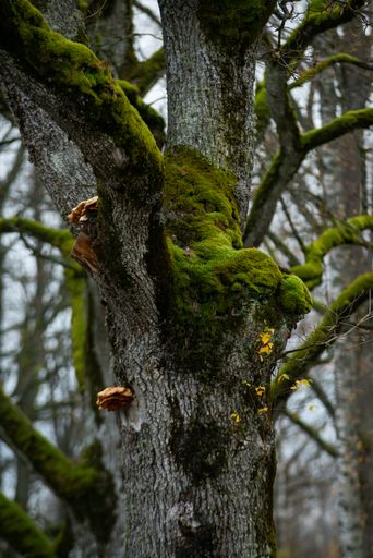 A vertical shot of an oak tree trunk with moss and fungi