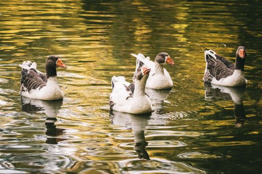 A beautiful view of ducks floating in the lake