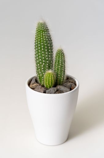A close-up of a green cactus in a white pot with stones on a neutral background.