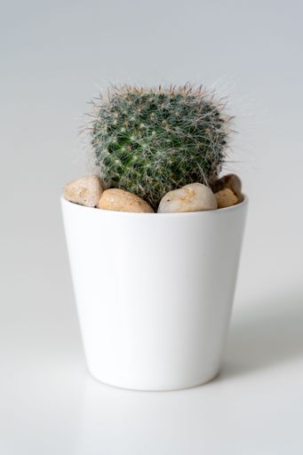 Close-up of a small cactus in a white pot with pebbles, isolated on a light background.