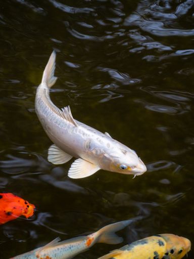 A closeup of koi fish in a Barcelona zoo