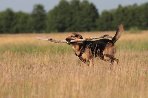 A shot of a dog running in the field with a wooden stick in his mouth.