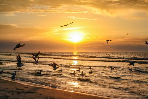 A beautiful shot of seagulls flying over a sea during the sunset