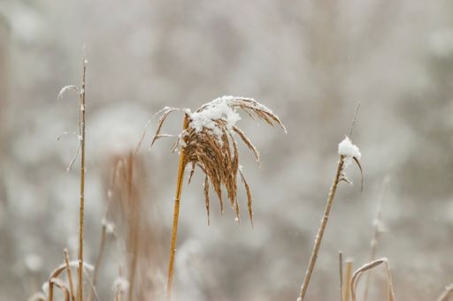 A closeup shot of some plants in a garden covered in snow during the day