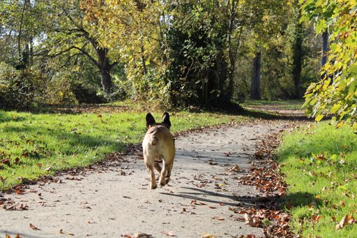 A scenic view of a cute puppy running in the park