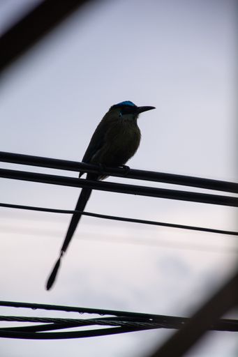 A vertical shot of a lonely bird perched on a wire on a blurred sky background