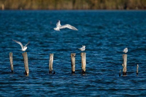A Beautiful view of gulls standing on wooden poles in the water