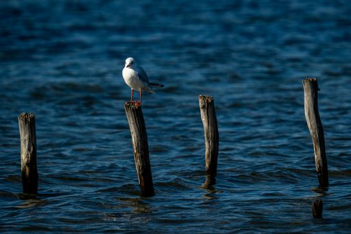 A Beautiful view of a gull standing on wooden poles in the water