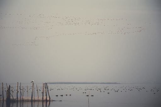A flock of birds flying over the lake and another flock swimming under a dark sky