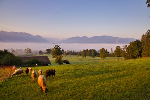 A natural landscape of Murnau and sheep in Bavaria, Germany