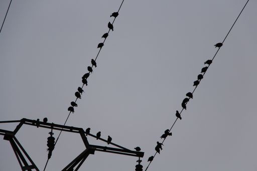 A low angle shot of a flock of birds perched on electricity wires